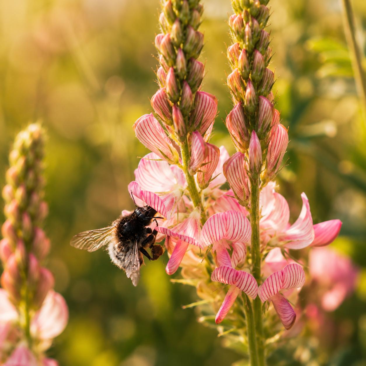 Bees on the honeycomb